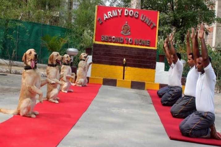 Rahul Gandhi tweets Army dog squad pic with 'New India'... Rahul Gandhi tweets Army dog squad pic with 'New India'...- India TV