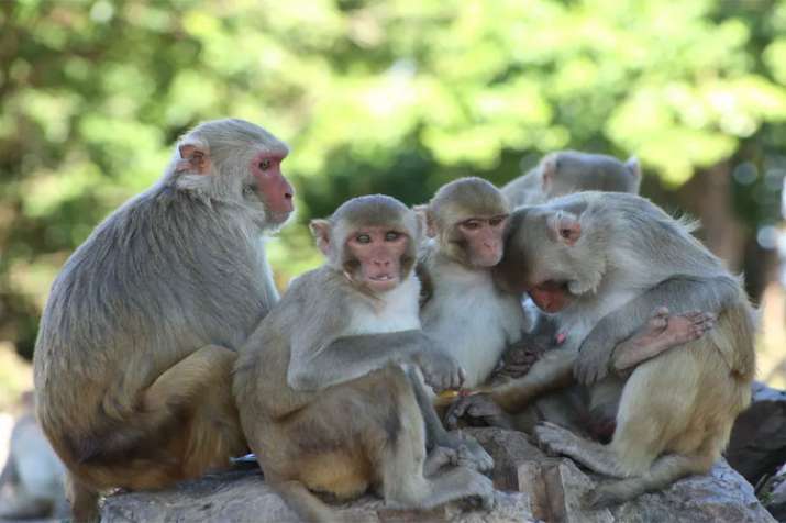 Monkey Monkey- India TV