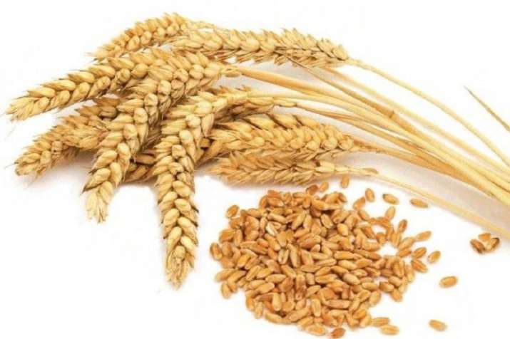 wheat procurement wheat procurement - India TV Paisa