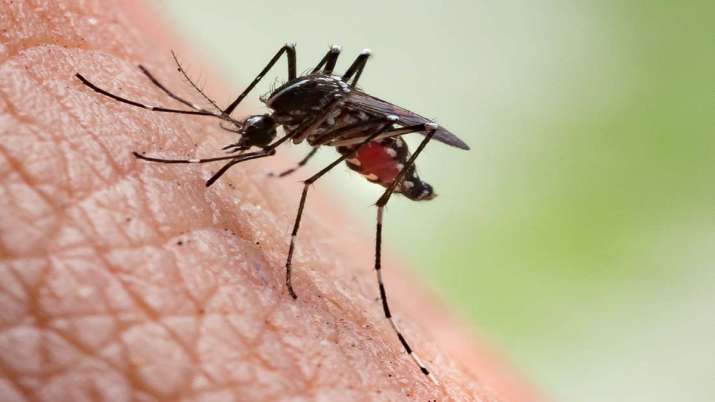 Malaria Malaria- India TV