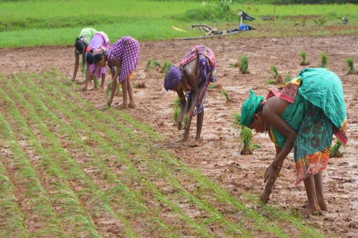 NIRDPR works on New technology in aquaculture to double farmers income NIRDPR works on New technology in aquaculture to double farmers income - India TV Paisa