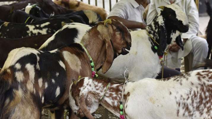 United Muslim Forum ask muslims of country to not sacrifice cow on bakra eid United Muslim Forum ask muslims of country to not sacrifice cow on bakra eid- India TV