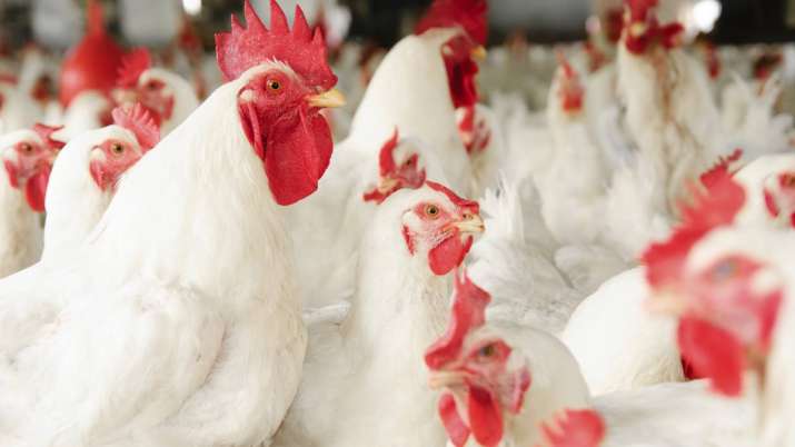 Wholesale chicken prices tank before Shravan Wholesale chicken prices tank before Shravan- India TV Paisa
