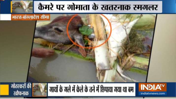बांग्लादेश बॉर्डर पर गायों के गले में लॉकेट बम, खौफनाक साजिश का हुआ खुलासा बांग्लादेश बॉर्डर पर गायों के गले में लॉकेट बम, खौफनाक साजिश का हुआ खुलासा- India TV