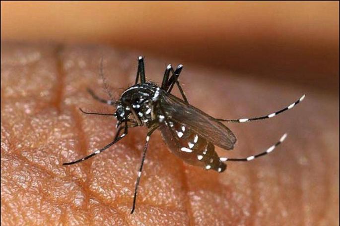 dengue mosquito image dengue mosquito image- India TV