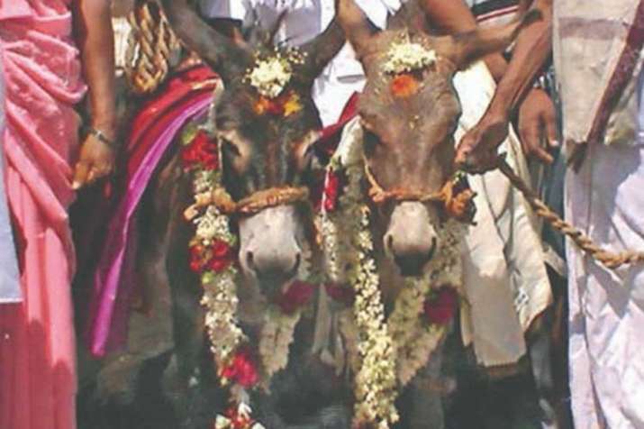 Donkey Wedding Donkey Wedding- India TV