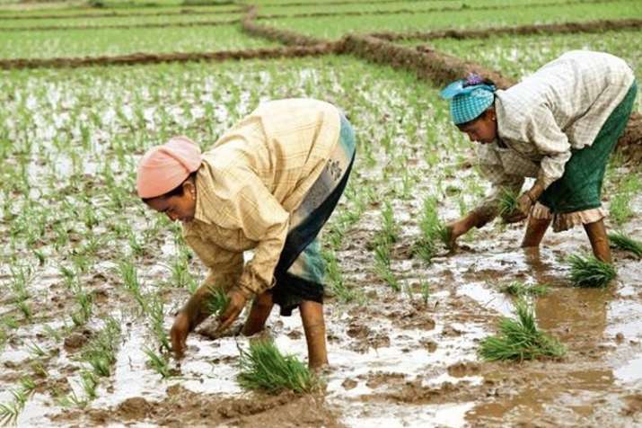 Kharif sowing hit by deficit rains; acreage down 27 per cent so far Kharif sowing hit by deficit rains; acreage down 27 per cent so far - India TV Paisa