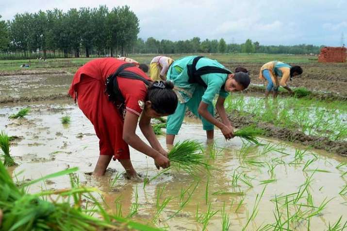 Kharif Sowing reduced 9 percent compared to last year Kharif Sowing reduced 9 percent compared to last year- India TV Paisa