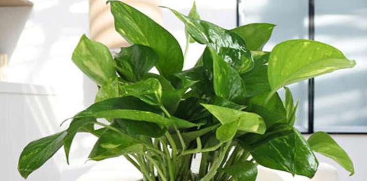 Money plant Money plant- India TV