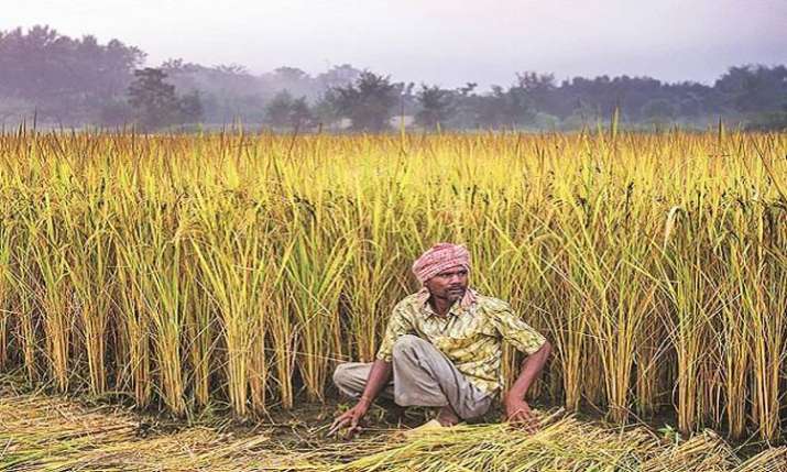 NCDEX launches Paddy Basmati Pusa 1121 Futures NCDEX launches Paddy Basmati Pusa 1121 Futures - India TV Paisa