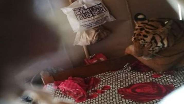 Bengal Tiger found sitting on a bed in a house in flood hit Harmati area of Kaziranga Bengal Tiger found sitting on a bed in a house in flood hit Harmati area of Kaziranga- India TV
