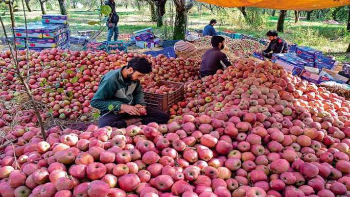 Owner of apple orchard threatened by terrorists in... Owner of apple orchard threatened by terrorists in...- India TV