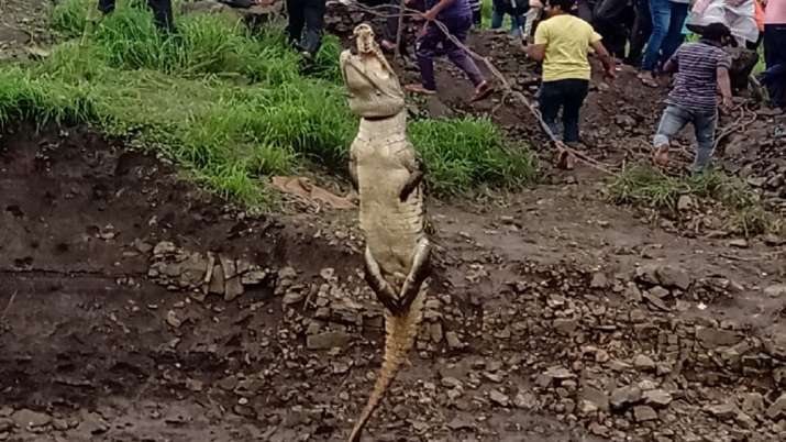 Crocodile rescued in Karnataka Crocodile rescued in Karnataka- India TV