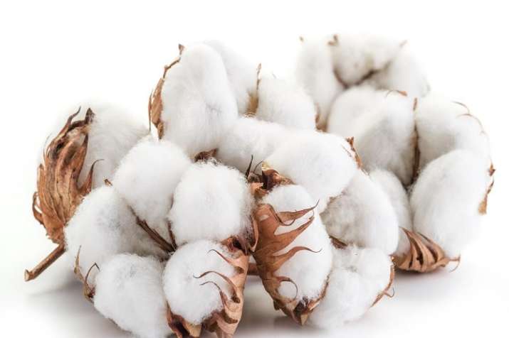 Cotton market slows down in market due to us china trade war Cotton market slows down in market due to us china trade war- India TV Paisa