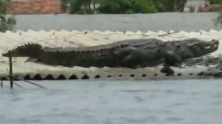 A Crocodile lands on roof of a house in flood affected Raybag taluk in Belgaum | ANI A Crocodile lands on roof of a house in flood affected Raybag taluk in Belgaum | ANI- India TV
