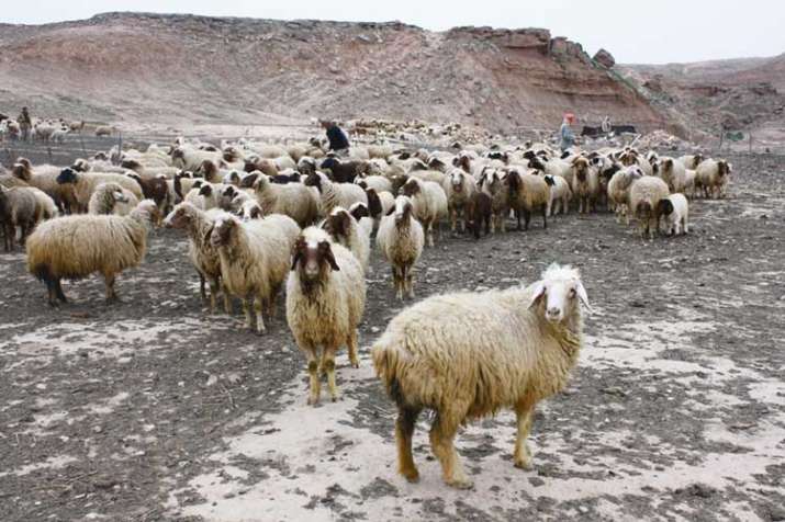 sheep sheep- India TV