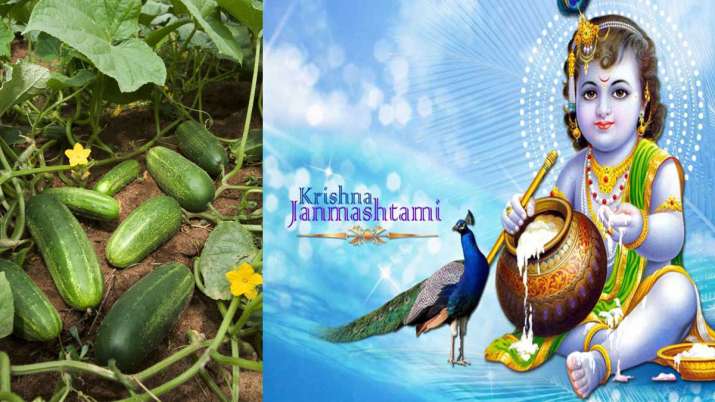 krishna janmashtami 2019 krishna janmashtami 2019 - India TV