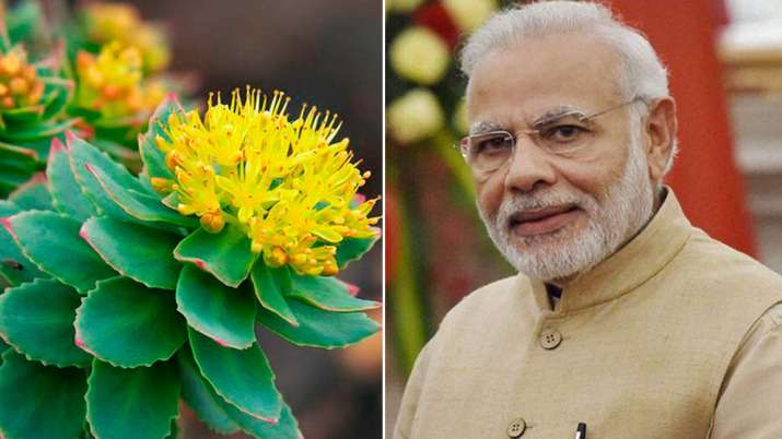 solo plant solo plant- India TV