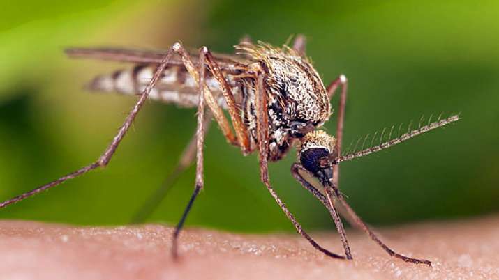 World Mosquito Day 2019 World Mosquito Day 2019- India TV