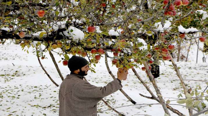 J&K admin may launch scheme next week for procurement of apples J&K admin may launch scheme next week for procurement of apples- India TV Paisa