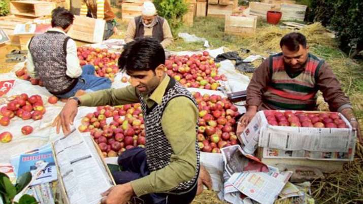 Govt to procure apples from JK farmers directly; payment through DBT Govt to procure apples from JK farmers directly; payment through DBT- India TV Paisa