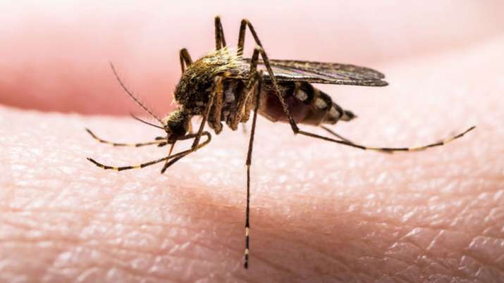 dengue dengue- India TV