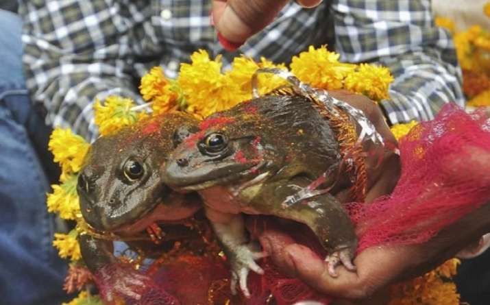 Frog Frog- India TV