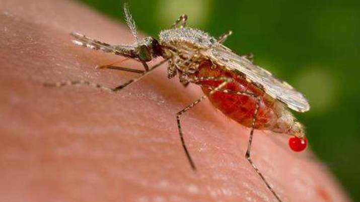 Malaria Malaria- India TV
