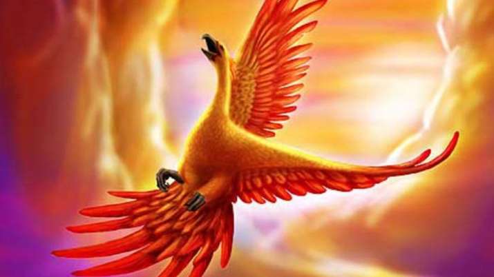 phinix bird phinix bird- India TV