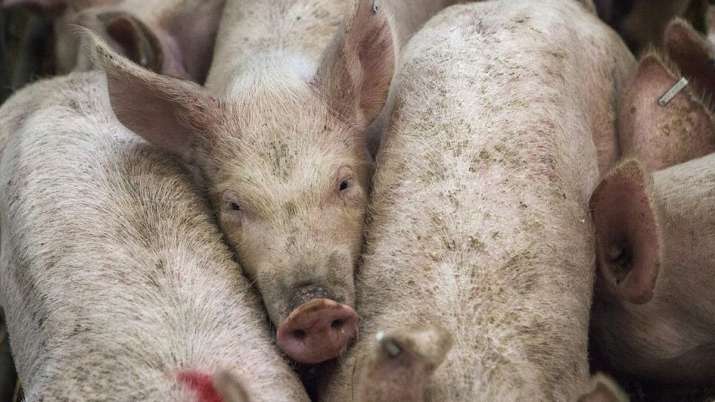 Philippines confirms African swine fever, culls 7000 pigs | AP Philippines confirms African swine fever, culls 7000 pigs | AP - India TV