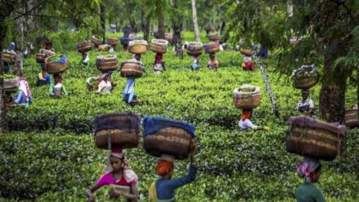 Fund crunch cripples world's oldest tea research institute in Assam Fund crunch cripples world's oldest tea research institute in Assam- India TV Paisa