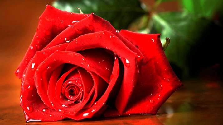 World Rose Day 2019 World Rose Day 2019- India TV