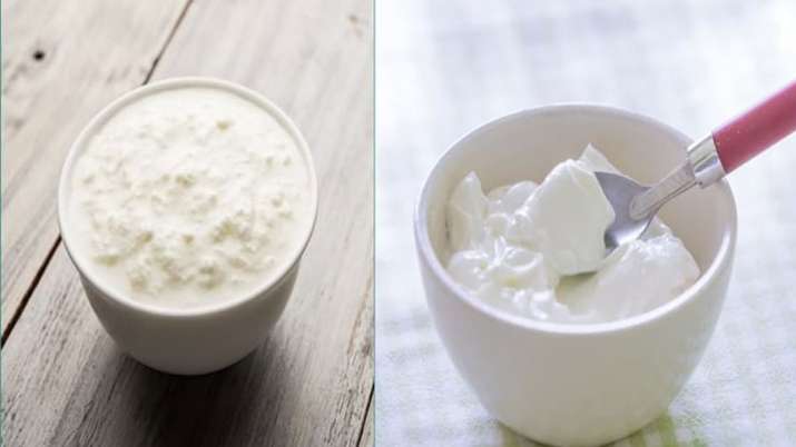 difference between curd and yogurt difference between curd and yogurt- India TV