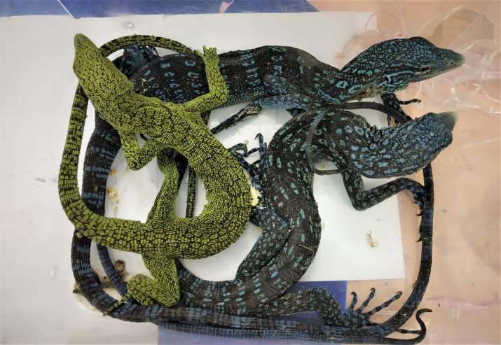 2 black tree monitor lizard 2 black tree monitor lizard- India TV