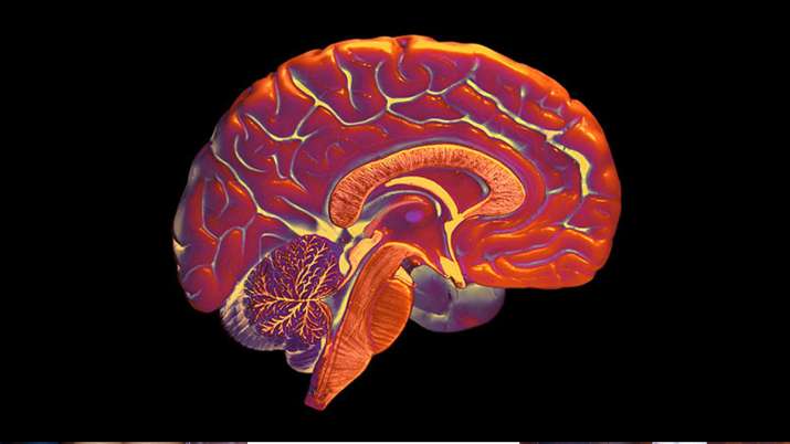 layers of brain, sciencenews layers of brain, sciencenews- India TV