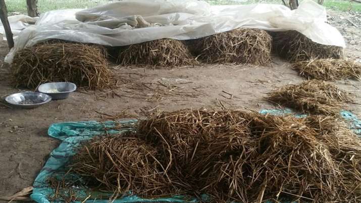 Paddy Straw Paddy Straw- India TV Paisa