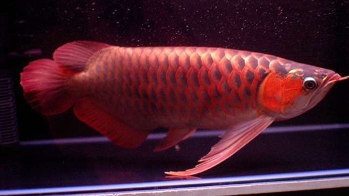arowana fish arowana fish- India TV