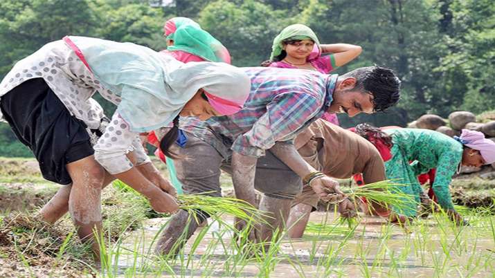rice production rice production- India TV Paisa
