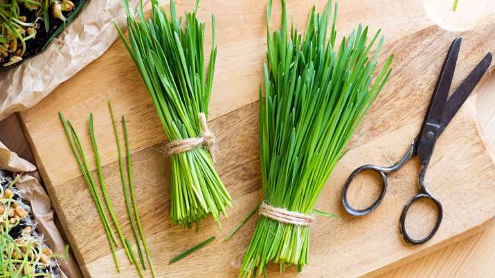 Wheatgrass Wheatgrass- India TV