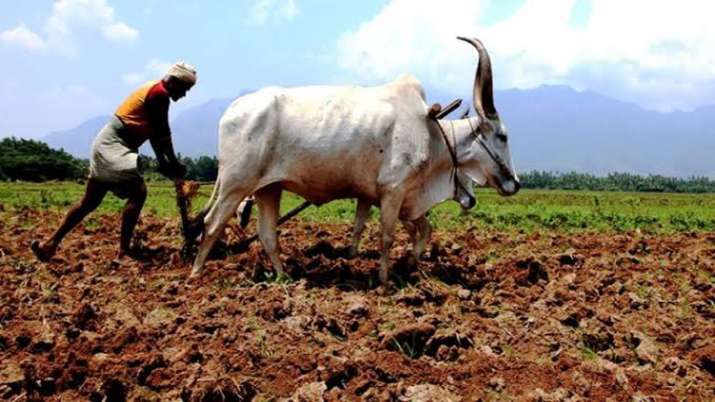 Maharashtra Farmer File Photo Maharashtra Farmer File Photo- India TV