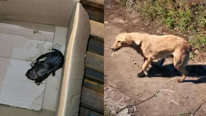 DRM Bhopal, DRM Bhopal puppies, DRM Bhopal Dog rescue, Bhopal Dog Rescue DRM Bhopal, DRM Bhopal puppies, DRM Bhopal Dog rescue, Bhopal Dog Rescue- India TV