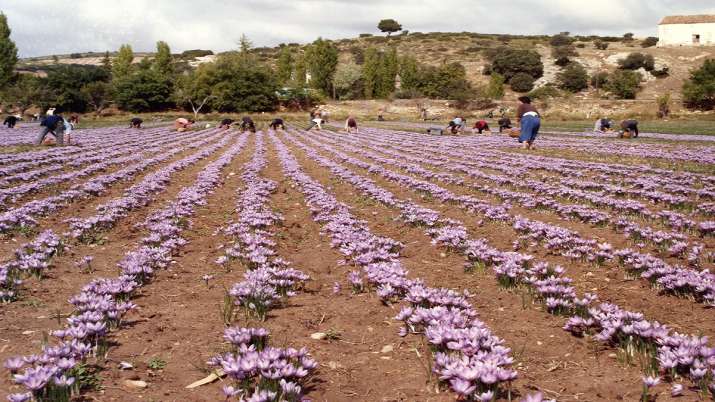 saffron cultivation saffron cultivation- India TV Paisa