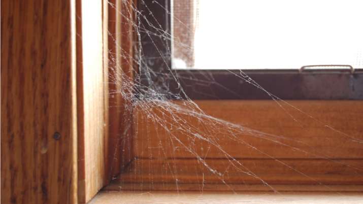 Spider web vastu tips Spider web vastu tips- India TV