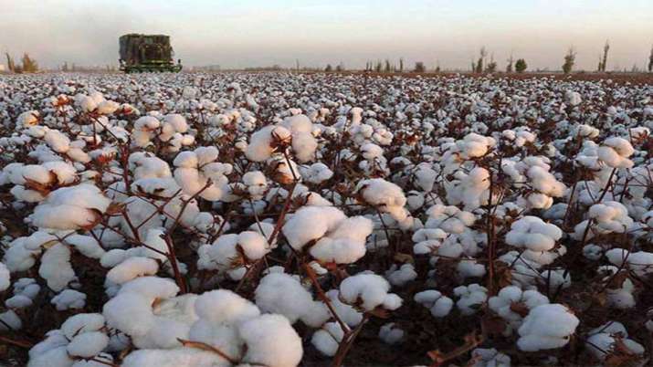 Punjab govt expects record cotton production this season Punjab govt expects record cotton production this season- India TV Paisa