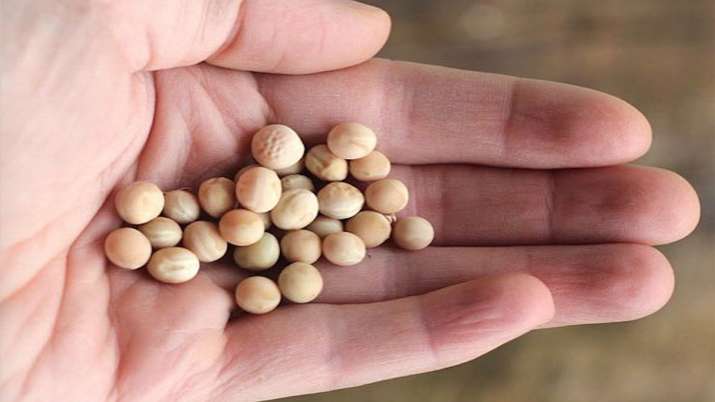 peas import, peas peas import, peas - India TV Paisa