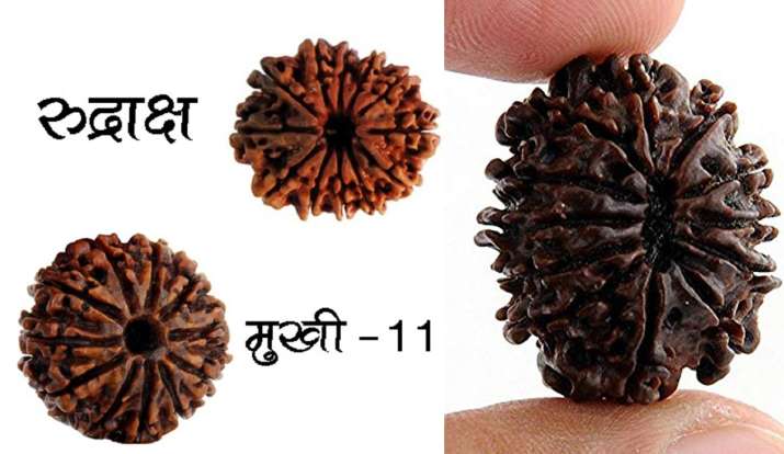 11 mukhi rudraksha 11 mukhi rudraksha- India TV