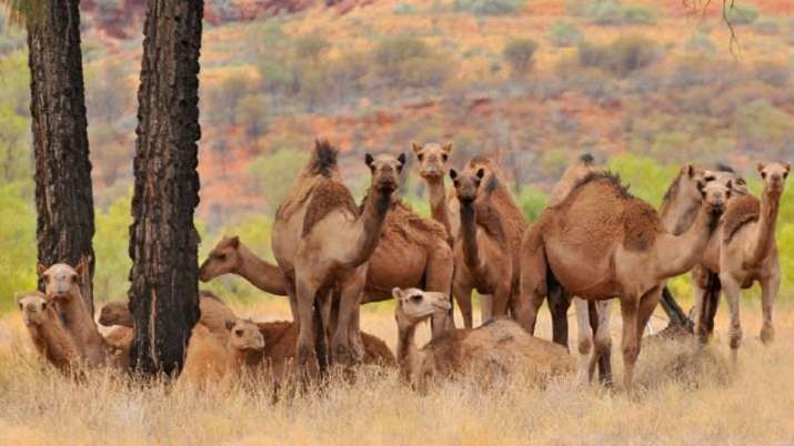 Camels Camels- India TV