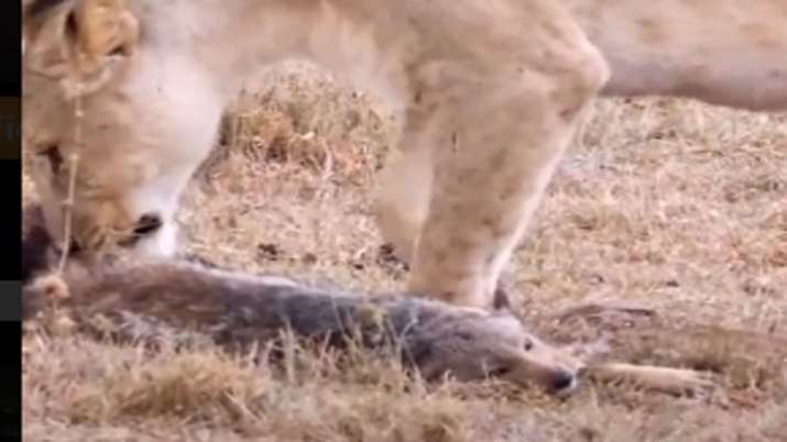 Tik-tok Video of clever Fox Tik-tok Video of clever Fox- India TV