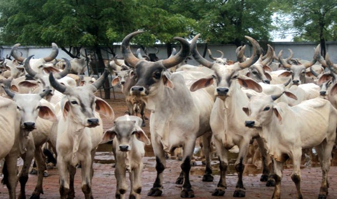 गौशाला में गायों के... गौशाला में गायों के...- Khabar IndiaTV