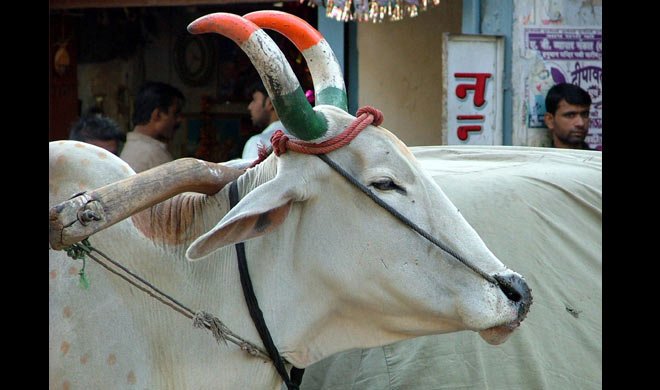 गाय को लात मारते VHP... गाय को लात मारते VHP...- Khabar IndiaTV